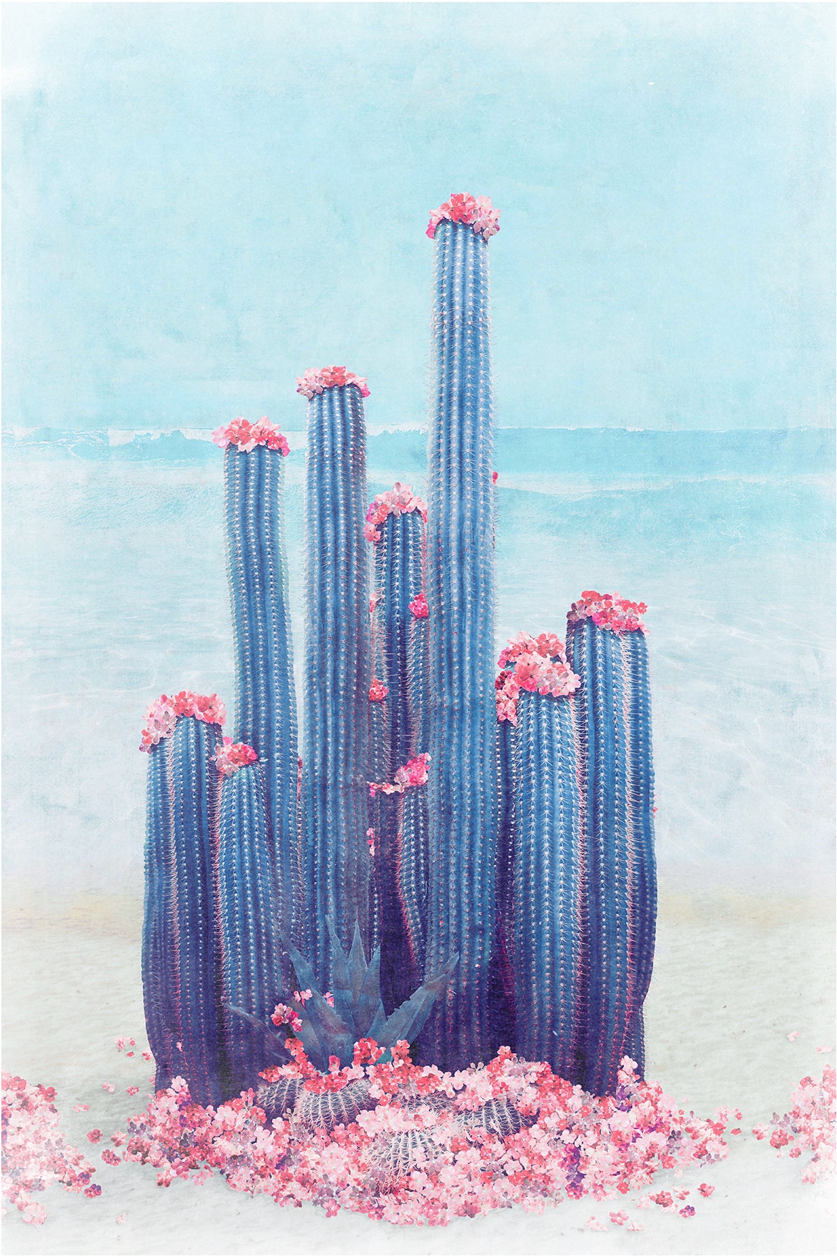 CACTUS BEACH