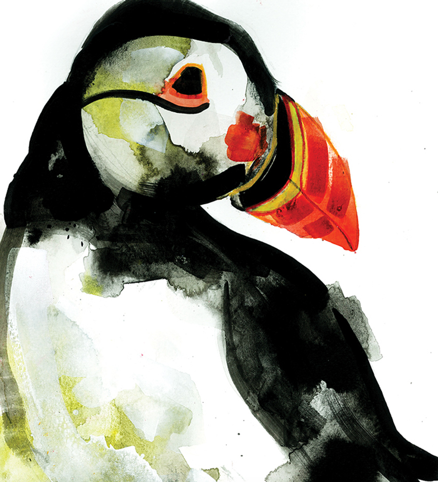 PUFFIN