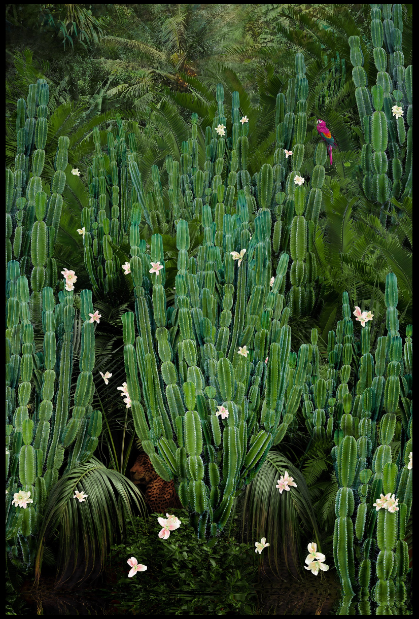 CACTUS FOREST