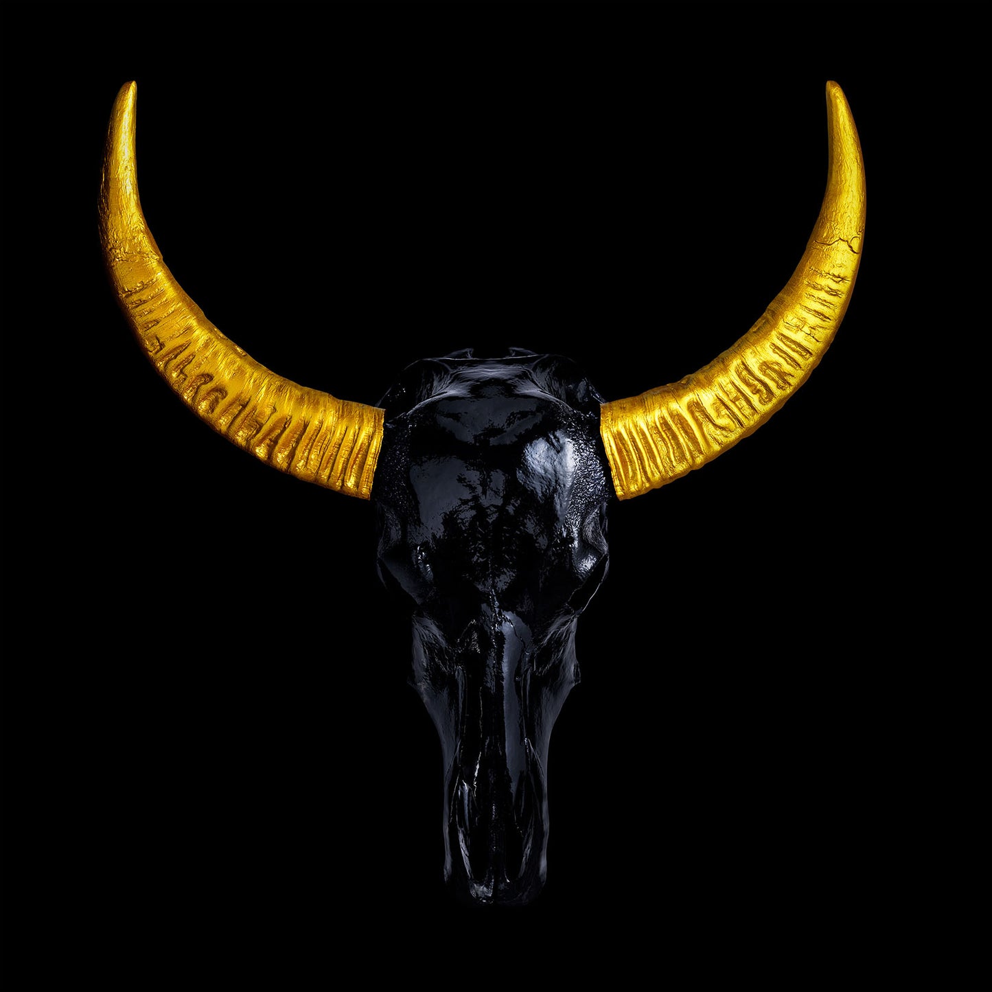 Black Gloss Water Buffalo Skull