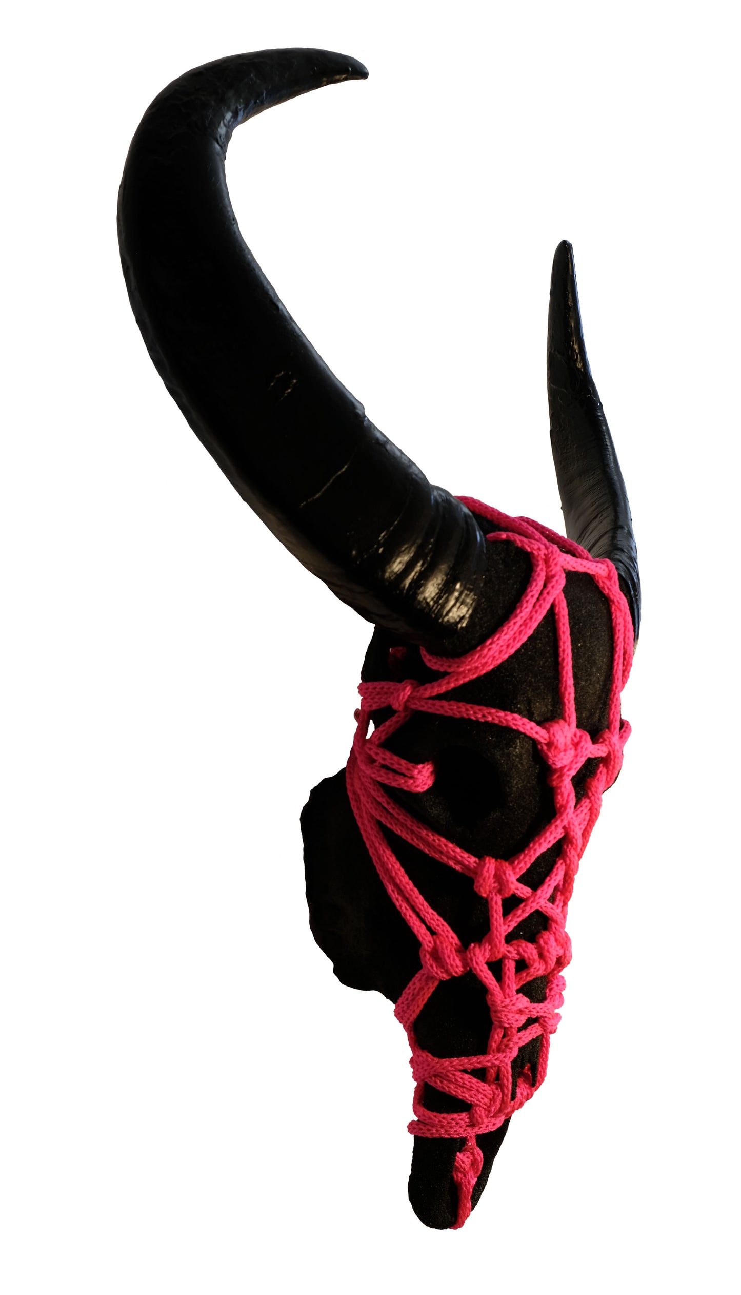 SHIBARO WATER BUFFALO SKULL - Flouro Pink on Black