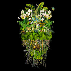 BOTANICALS - LIMELIGHT - Framed